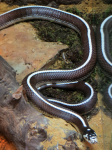 Kalifornische Kettennatter (Natur)